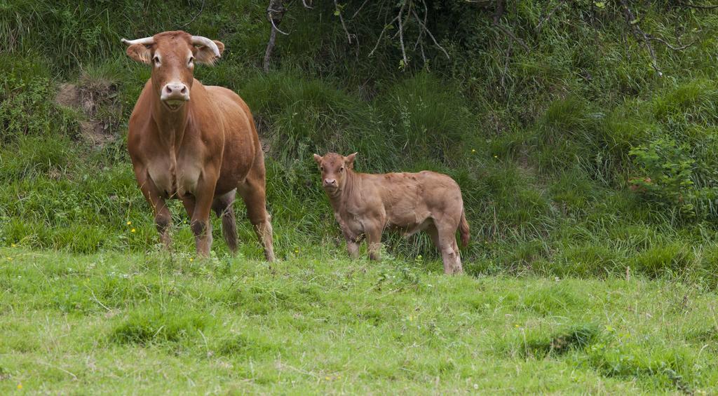 Agroturismo Ibarre Anzuola Luaran gambar